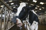 A dairy cow wears Zelp's methane-capturing face mask at a farm in Hertfordshire, U.K., on&nbsp;Feb. 21, 2020.