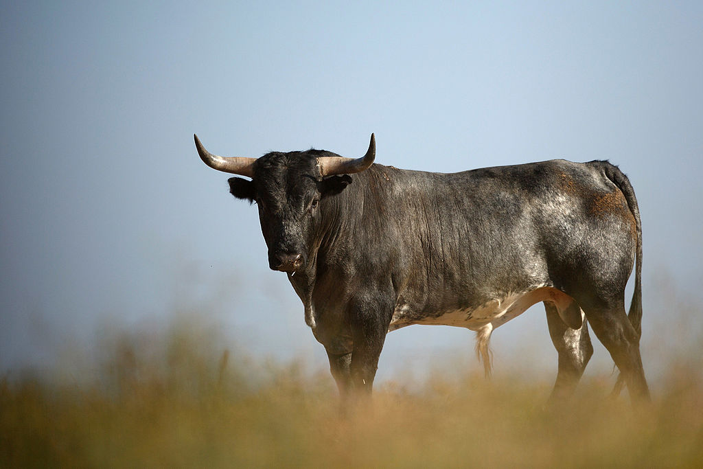 Ox Vs Bull Differences: Unveiling the Power Brawn