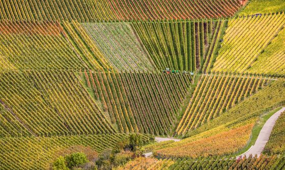 Europe’s Wine Makers Battle to Adapt to Climate Disruption