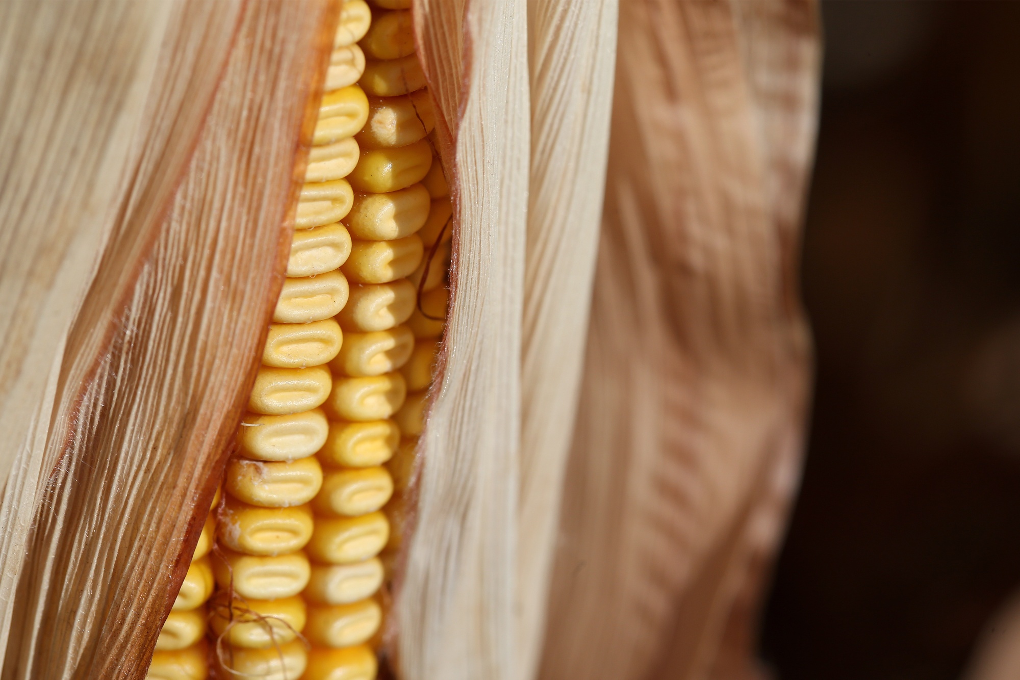 A Corn Harvest As Coronavirus Roils Food Prices