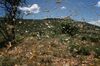 East Africa Experiences Worst Locust Swarms In Decades