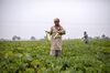 Les agriculteurs indiens tentent prudemment les nouvelles cultures alors que les problèmes d'eau augmentent