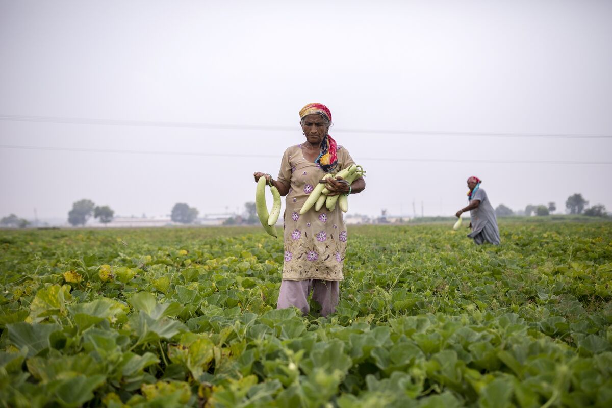 India To Provide More Farmers Loans To Boost Agricultural Crops - Bloomberg