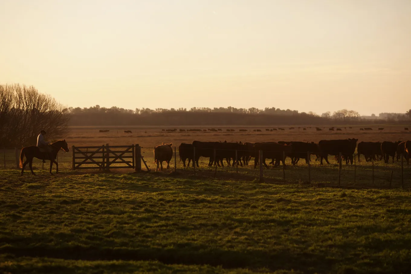 Cattle Are Driven To Market As WTO Ruling Clears Way For Beef Exports To U.S.