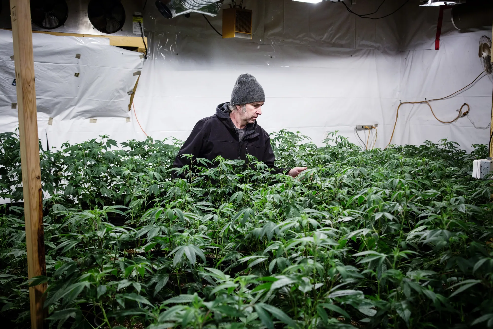 With $800-an-Ounce Bud, Pot Artisans Go High End - Bloomberg