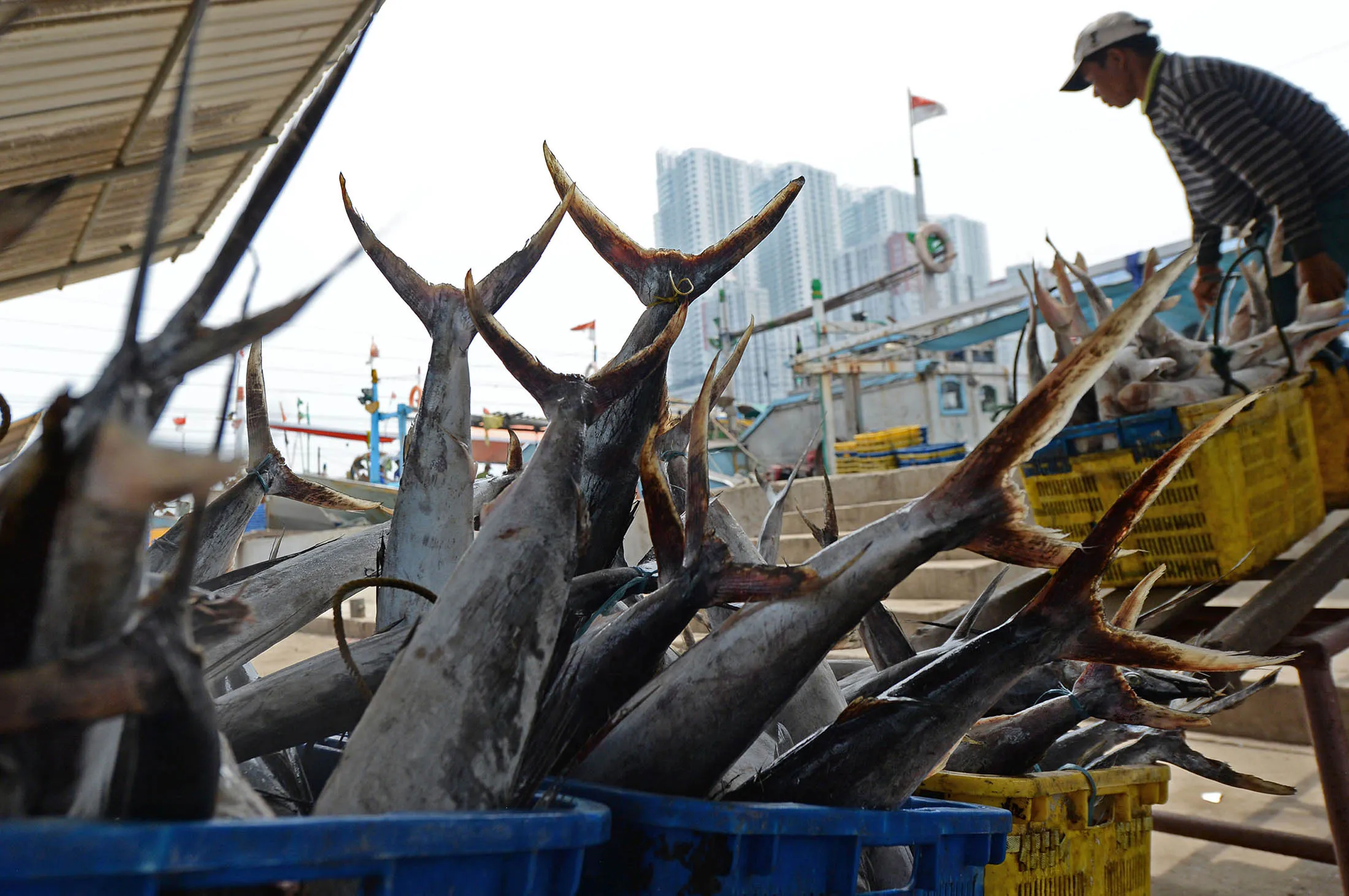 1477449509_indonesia fish