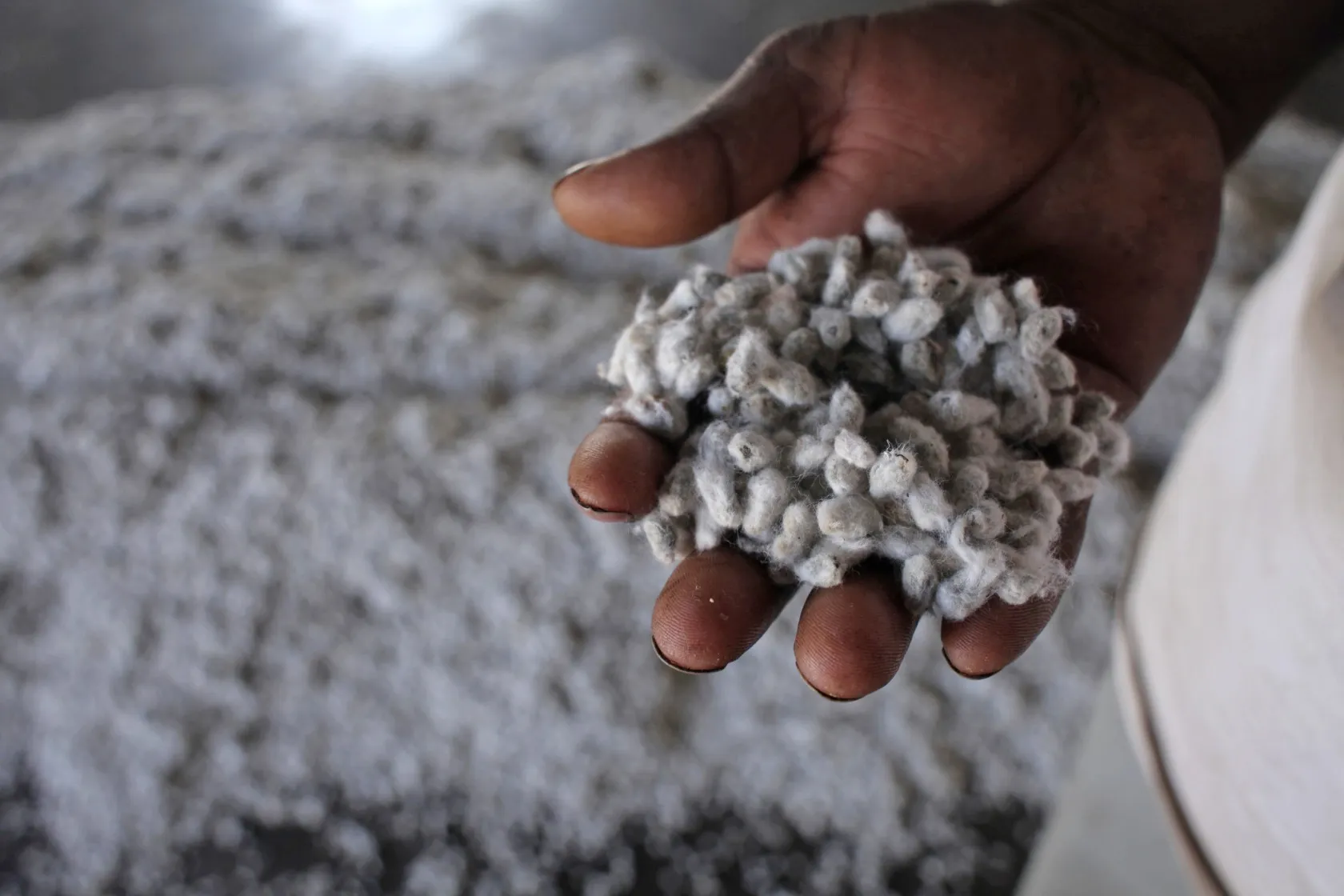 Cotton seeds
