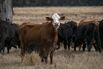 Barthle Brothers Cattle Ranch As USDA Releases Cattle Report