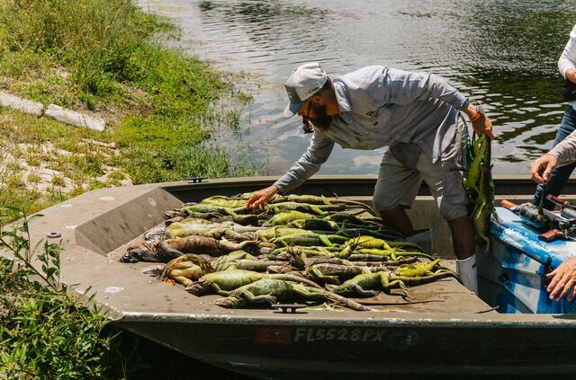 Kimmel lays out iguana carcasses from a hunt.