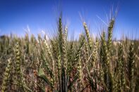 Harvest of Oats and Barley as Australia Expects a Bumper Output of Winter Crops
