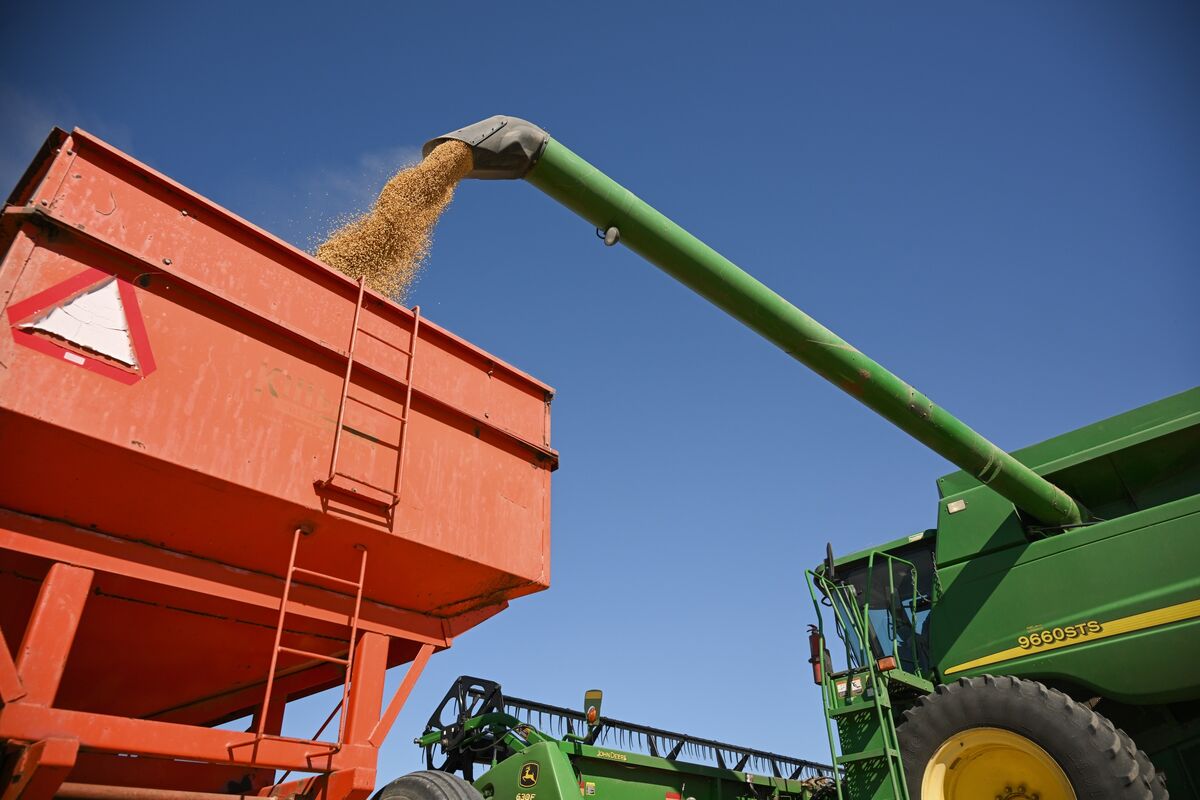 Một số lô hàng đậu nành Mỹ đang được chuẩn bị cho Trung Quốc khi giao thương được nối lại