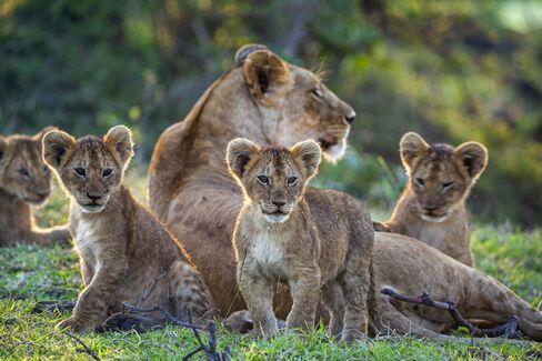Lioness and her cubs on the Masai Mara National Reserve in Kenya.