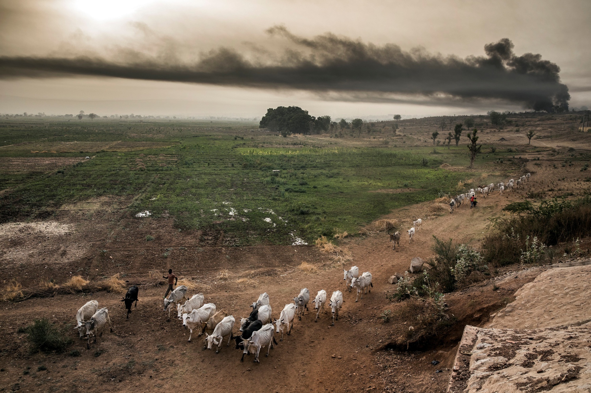 Farmers herd their cattle at a farm on the outskirts of Sokoto, northern Nigeria. Agriculture workers in the region are dealing with violent organized crime gangs seeking to extort money from farmers.