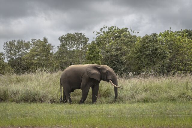 A forest elephant roams near Gamba on October 12, 2022.