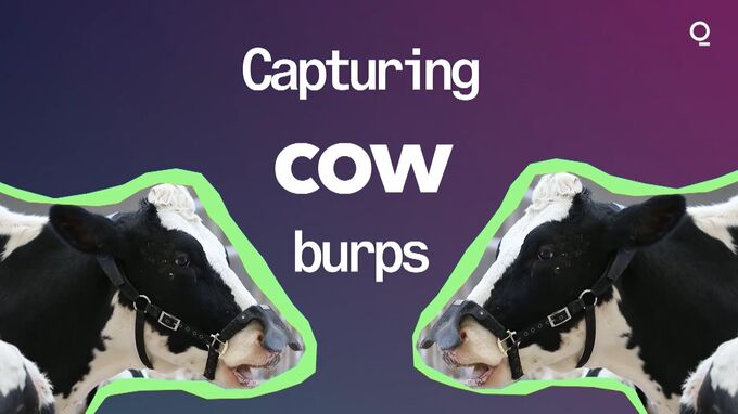 Wearable Technology to Filter Cow Methane Burps - Bloomberg