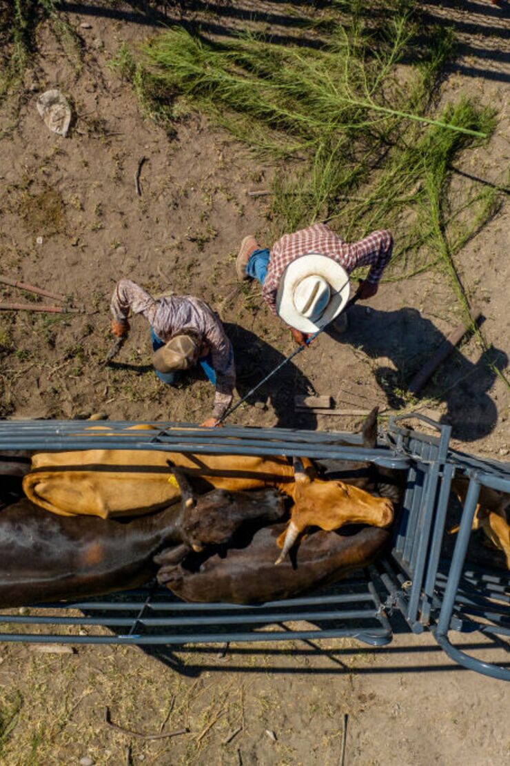 A Deadly Parasite’s Return Threatens US Ranchers Too Young to Remember It