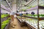 LED lighting at an indoor hydroponic farm inside a Carrefour SA grocery store in Dubai.