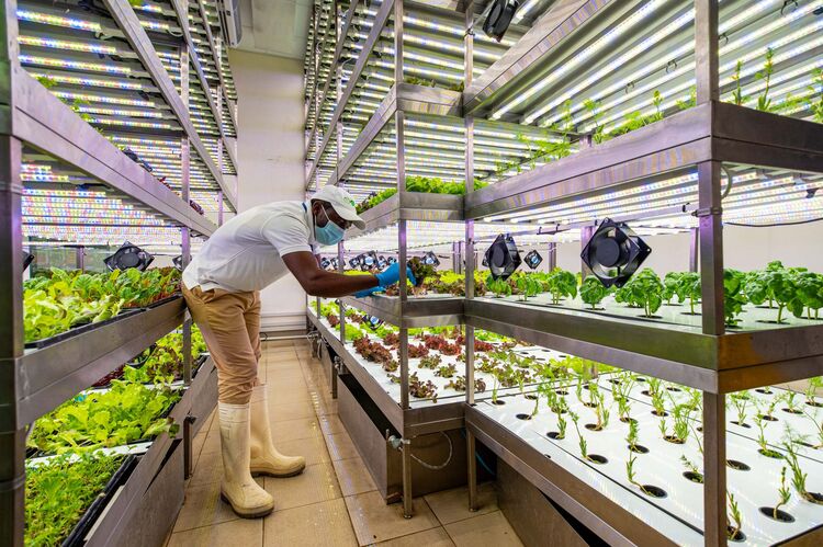 relates to Vertical Farming’s Success Depends on the Cheapest Lightbulb