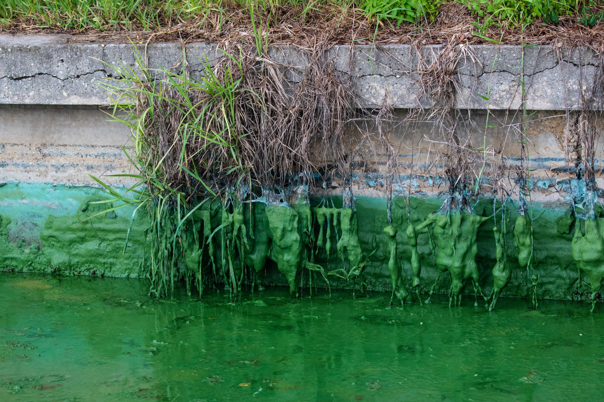Toxic Green Slime and Red Tide Are Ruining Florida's Gulf Coast - Bloomberg