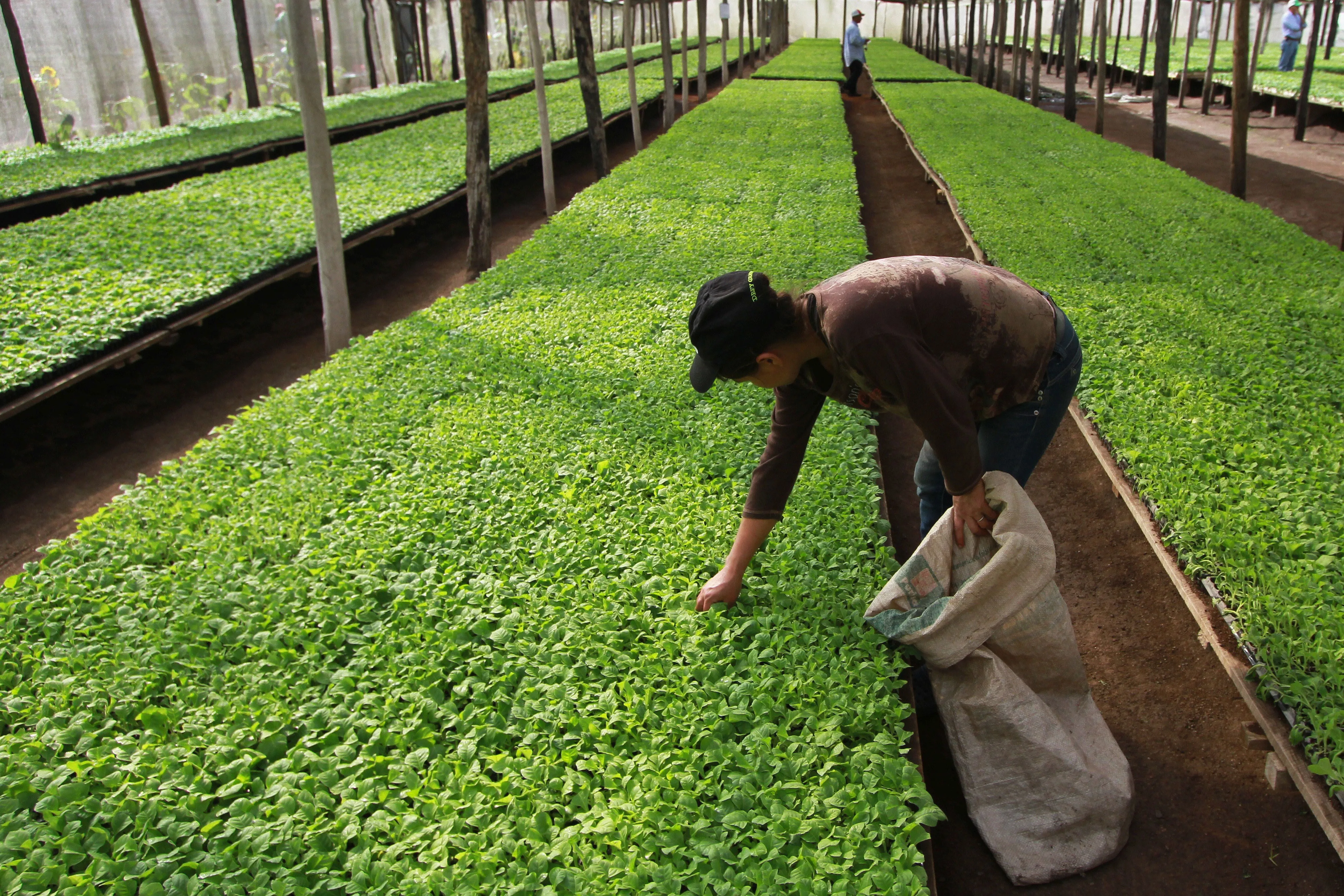 A worker weeds tobacco plants in a farm in Esteli, Nicaragua.
