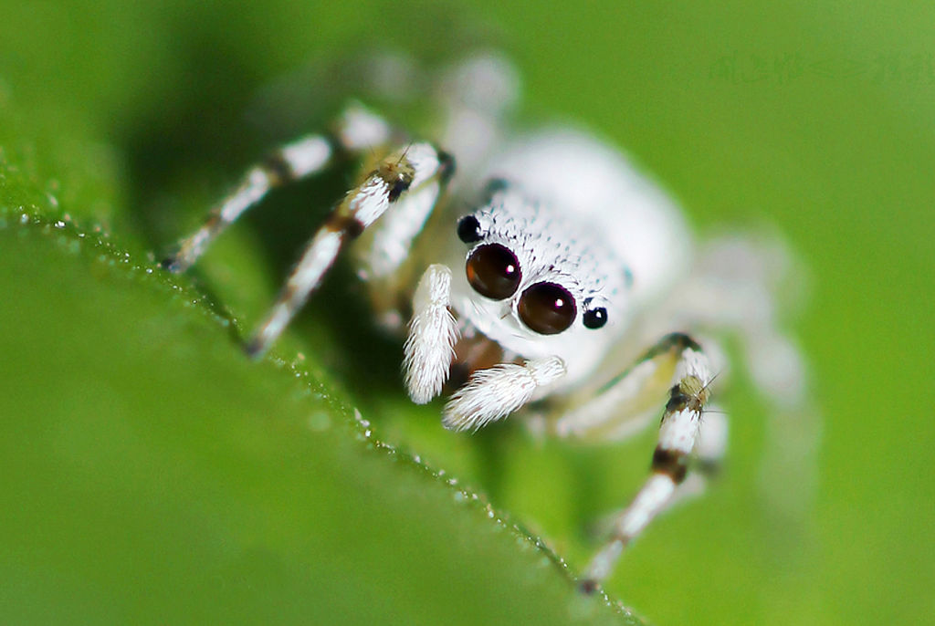 The Bug Box: Johnson's jumping spider, Columnists