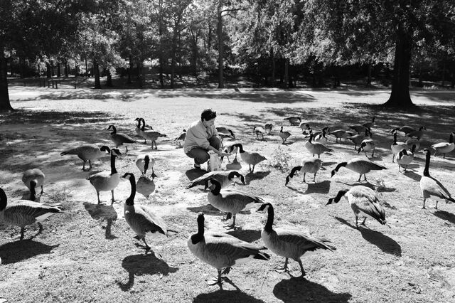 Kosareva feeds geese bread at a park. 