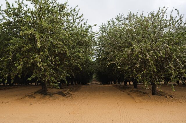 The Wandown Almond orchards off Paul Lane, near Boundary Bend.