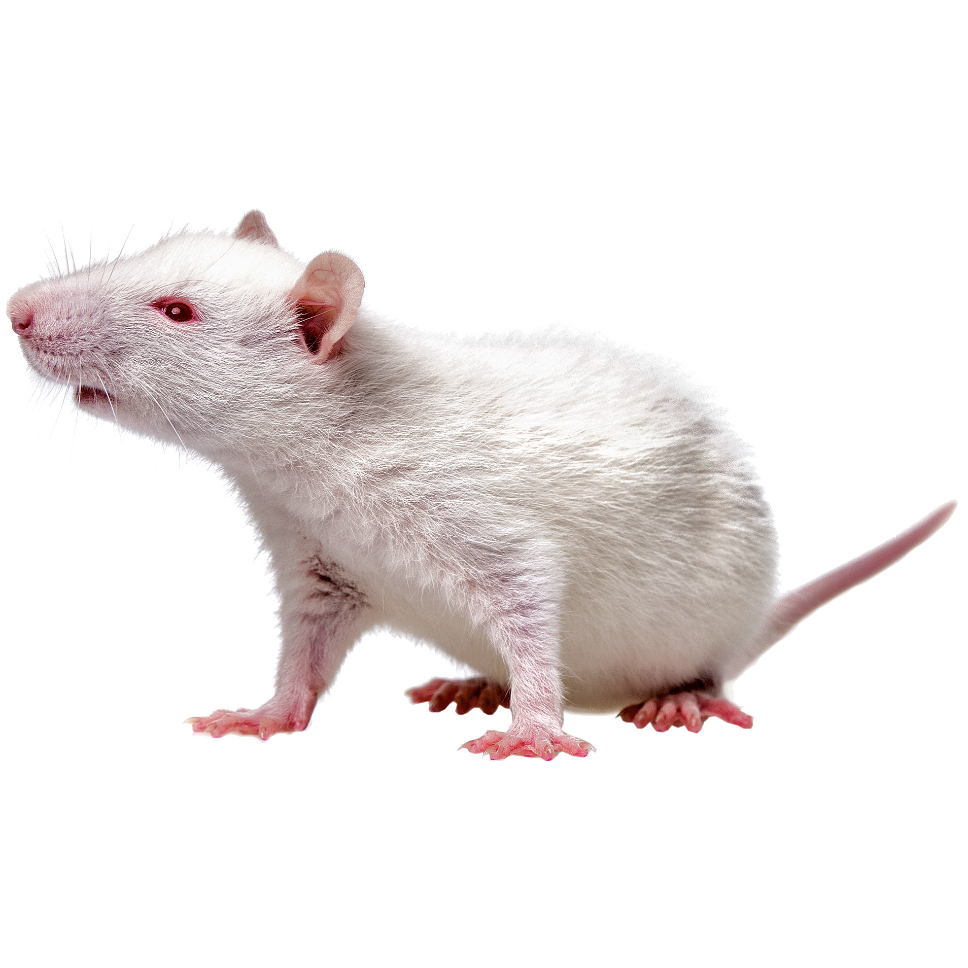 World's Oldest Lab Rats Contribute to Anti-Aging Research - Bloomberg