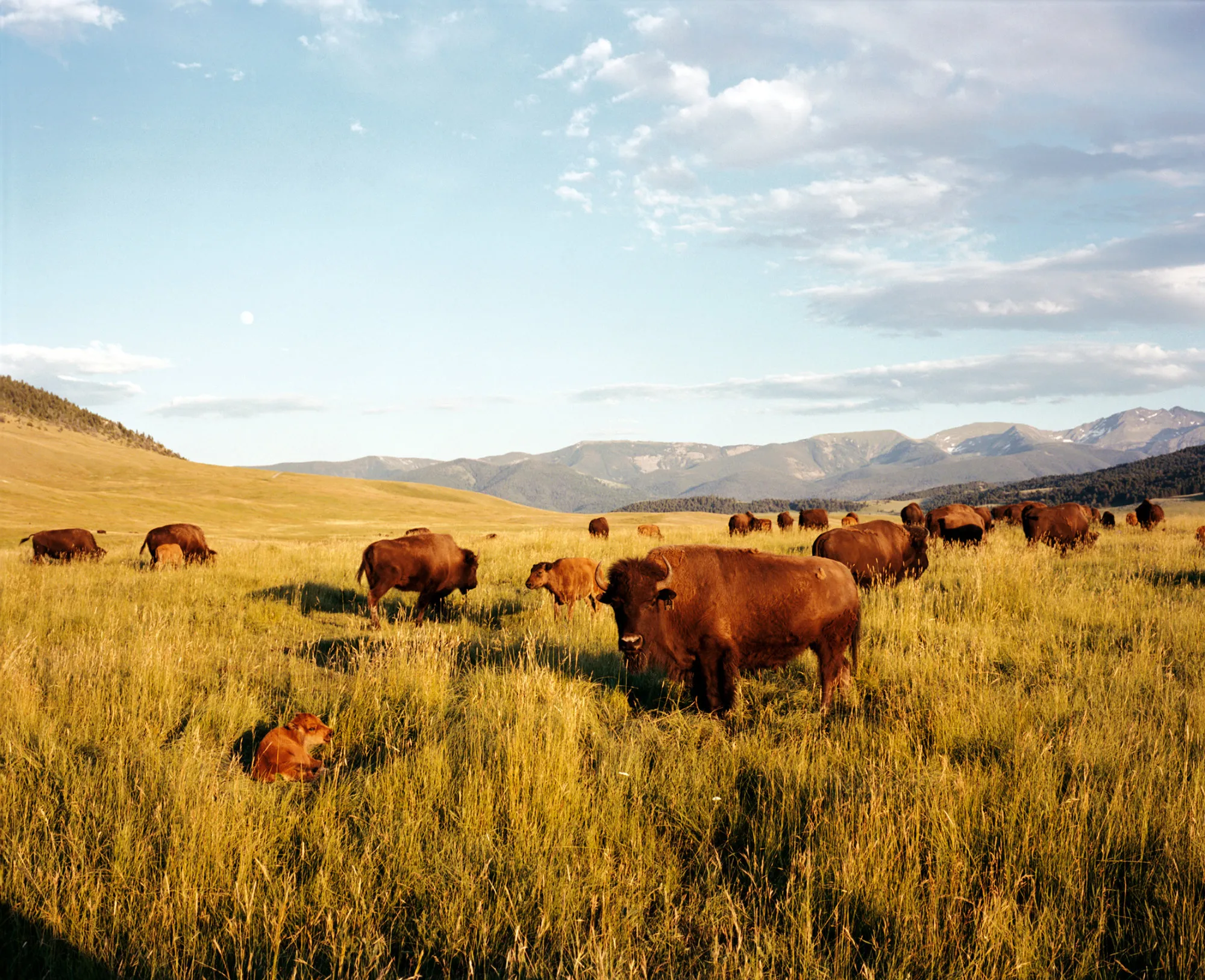 Bison at Flying D Ranch.