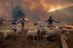 Shepherds direct livestock away from an advancing wildfire in Turkey in August.