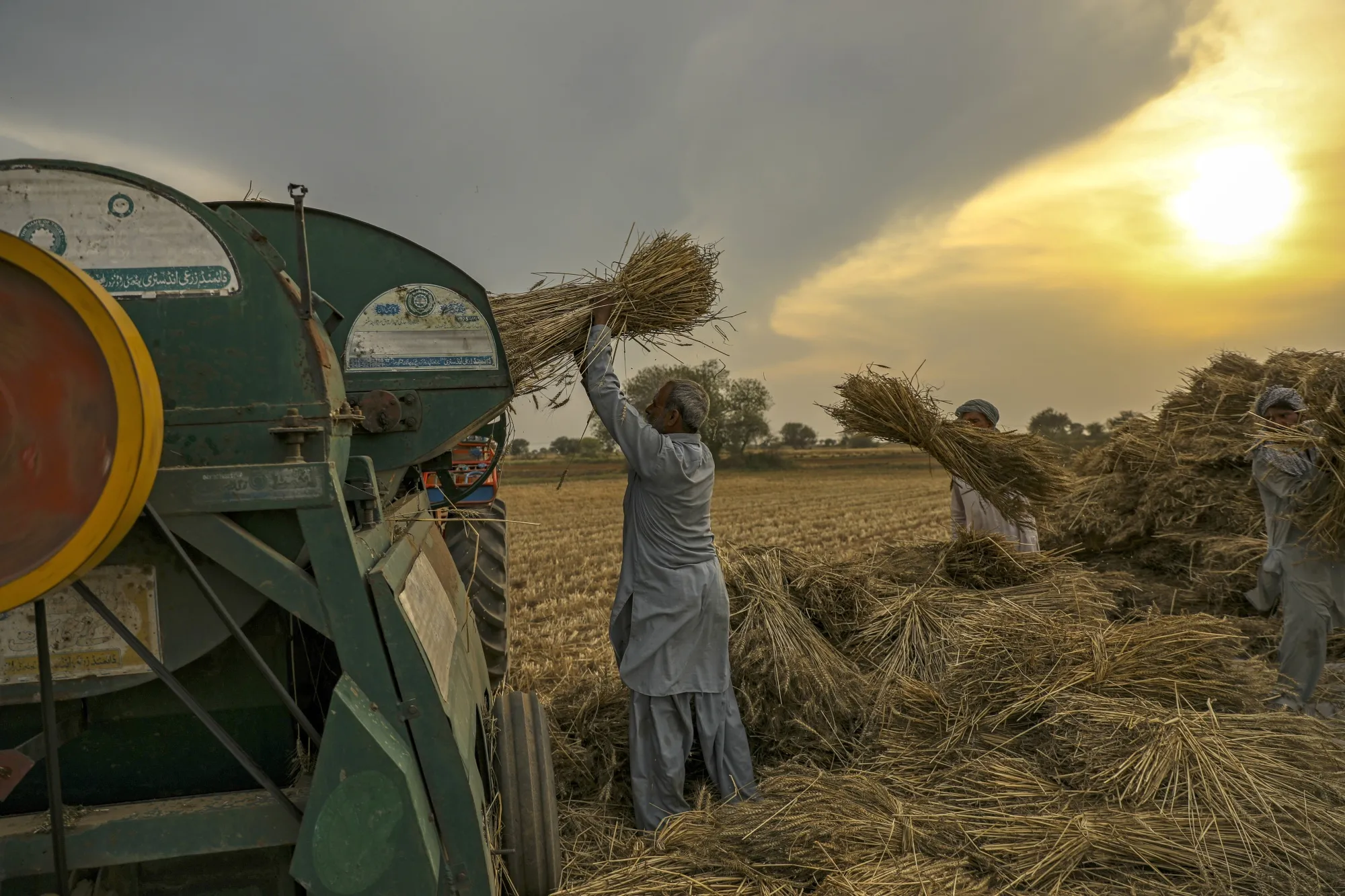 A wheat harvest in the Chakwal district of Punjab province, Pakistan.&nbsp;