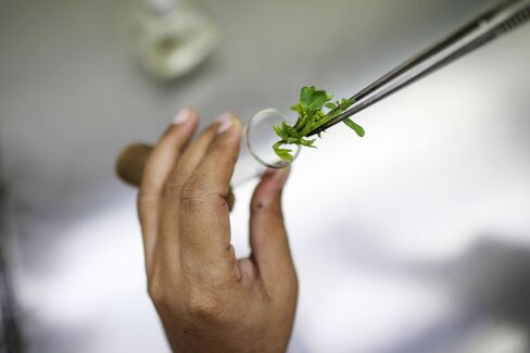 An employee places a shoot generated from peanut cotyledon inside a test tube.
