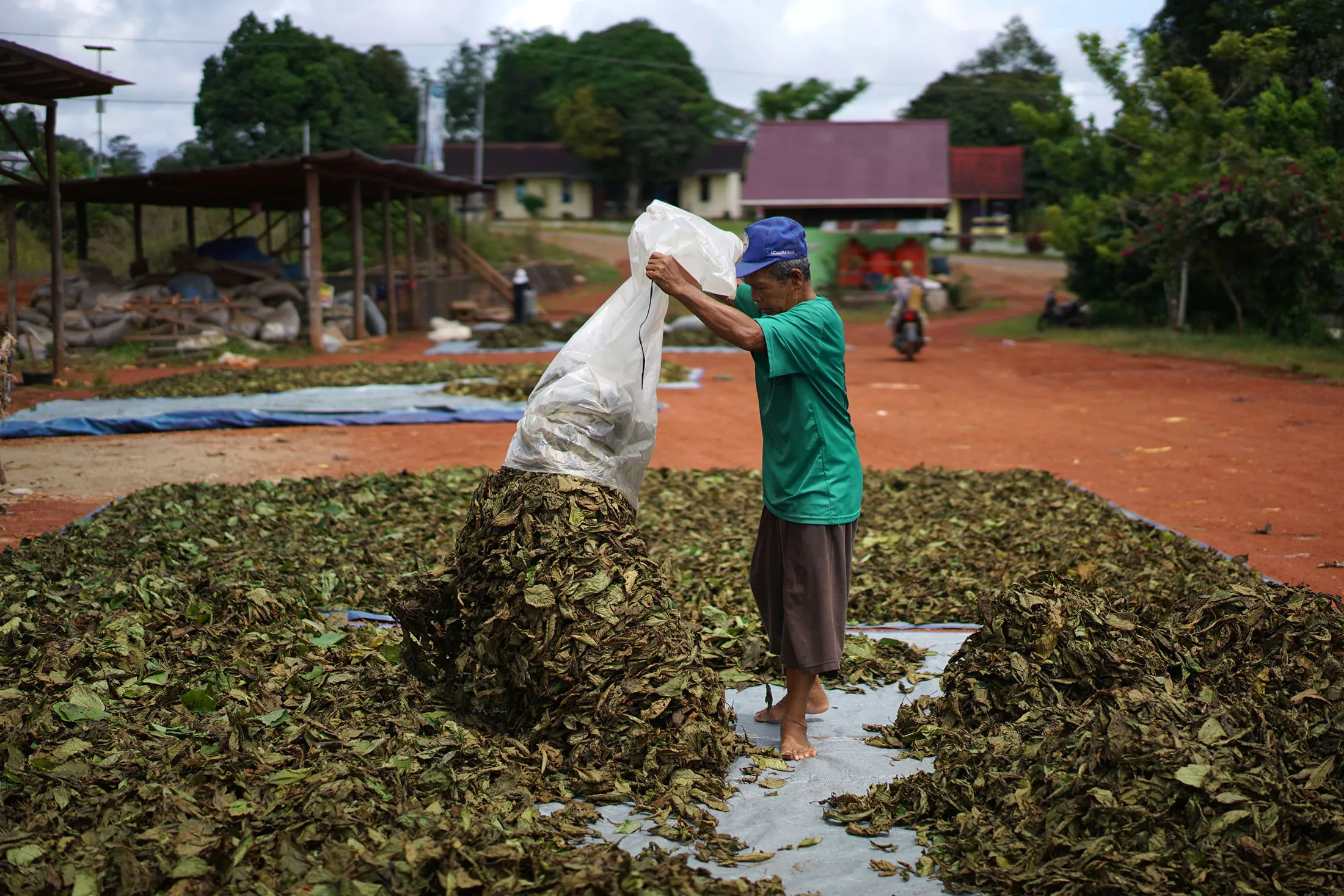 Drying Kratom leaves