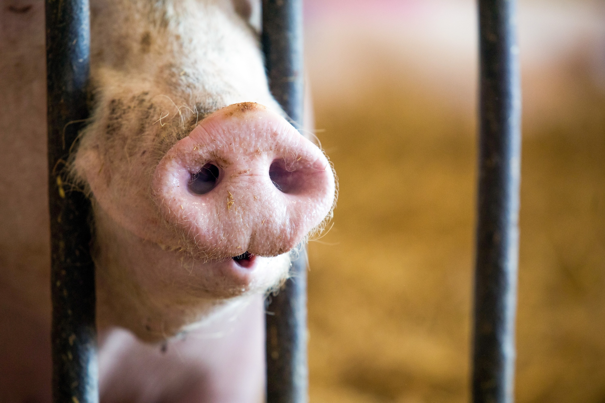 Pig Farming As No-Deal Brexit Threatens Export Tariffs
