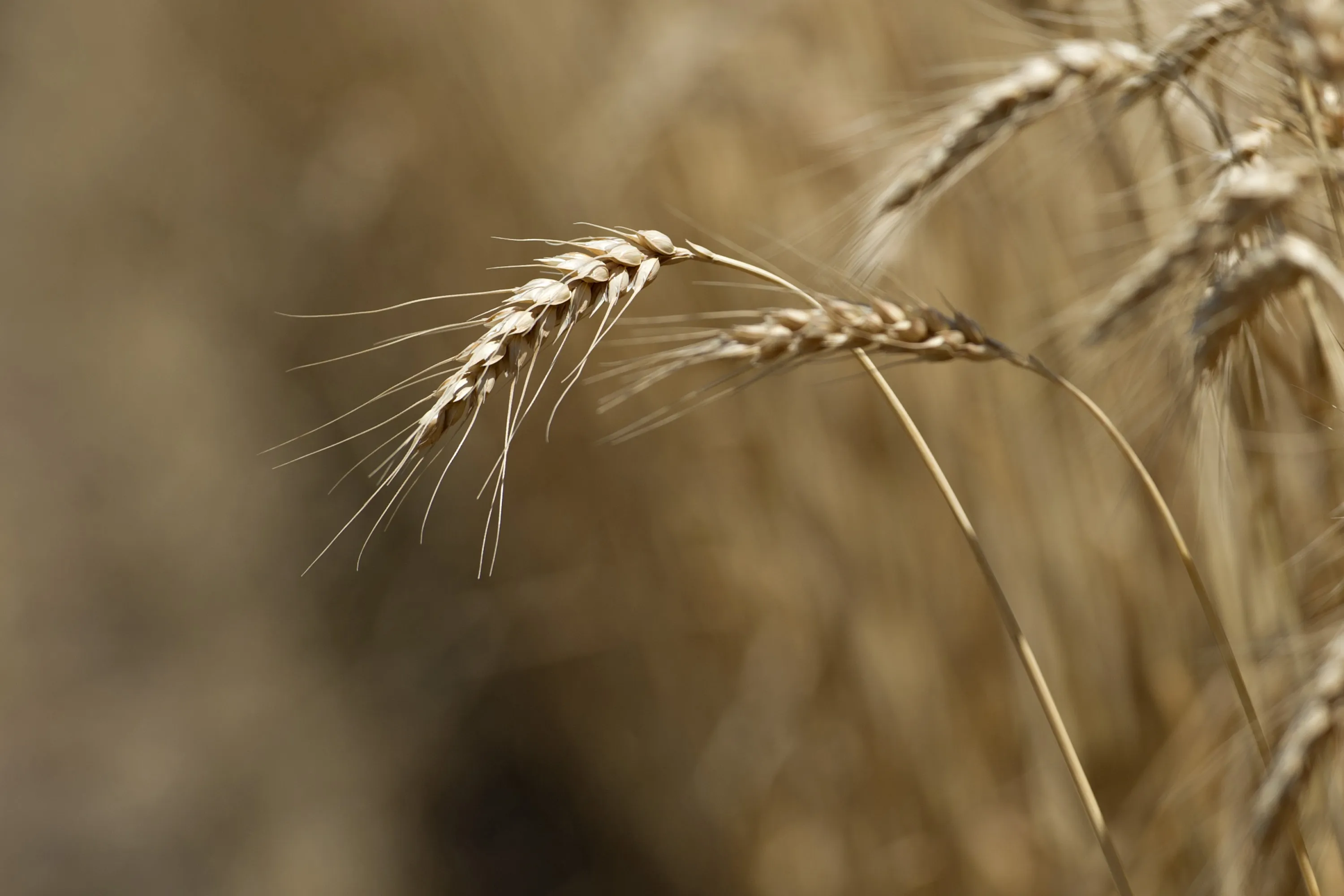 Agricultural commodity prices, including wheat, corn and sugar, rose as crops were hit by unfavorable weather.&nbsp;