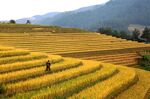 VIETNAM-AGRICULTURE