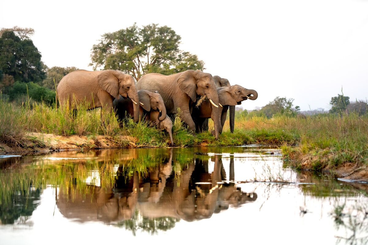 Elephant Hunts For ,000 to Fund Zimbabwe National Parks Elephant Hunts For ,000 to Fund Zimbabwe National Parks