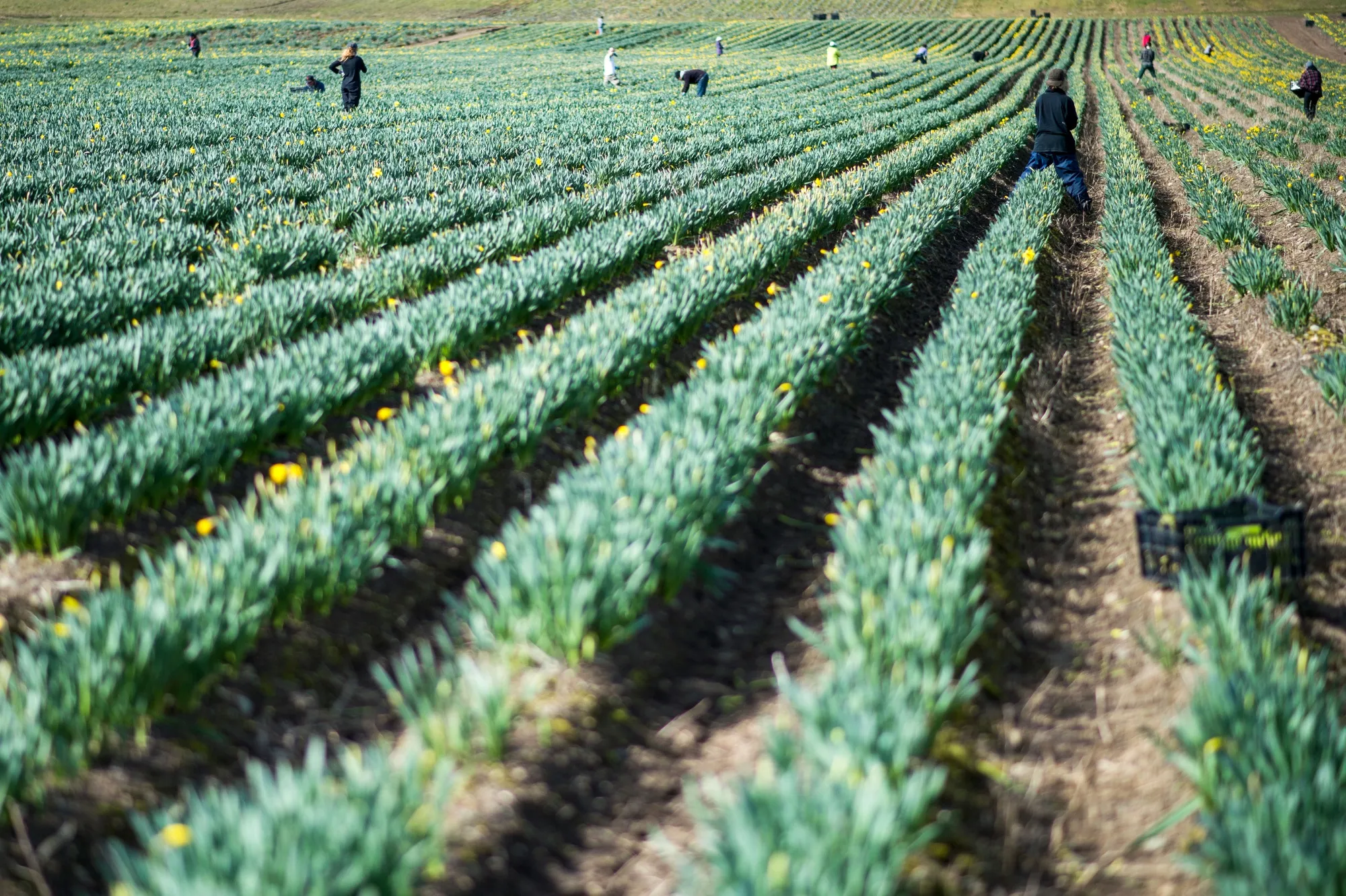 Farm workers harvesting daffodils. Canada’s temporary foreign worker program was originally designed to help agricultural operations, but now it’s being used to fill lower-wage jobs across a number of sectors. Employment Minister&nbsp;Randy Boissonnault has promised changes to the temporary foreign worker program.&nbsp;