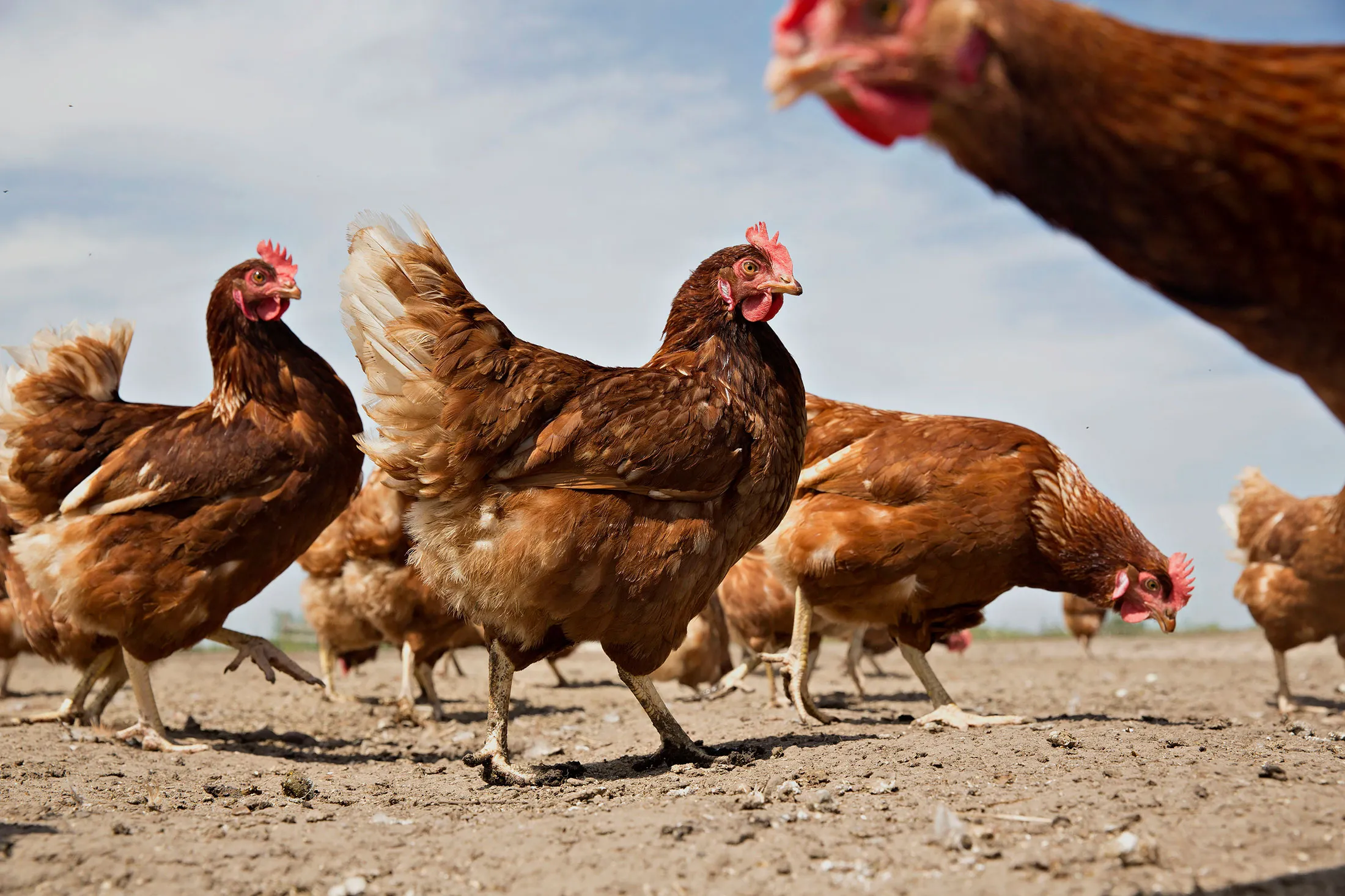 1472161522_chicken