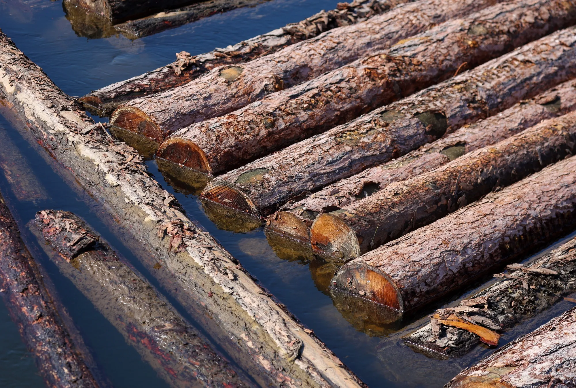 U.S.&nbsp;lumber&nbsp;futures jumped almost 8% to the exchange-imposed limit on concern that damage from Hurricane Ida will hinder deliveries in the U.S. South.