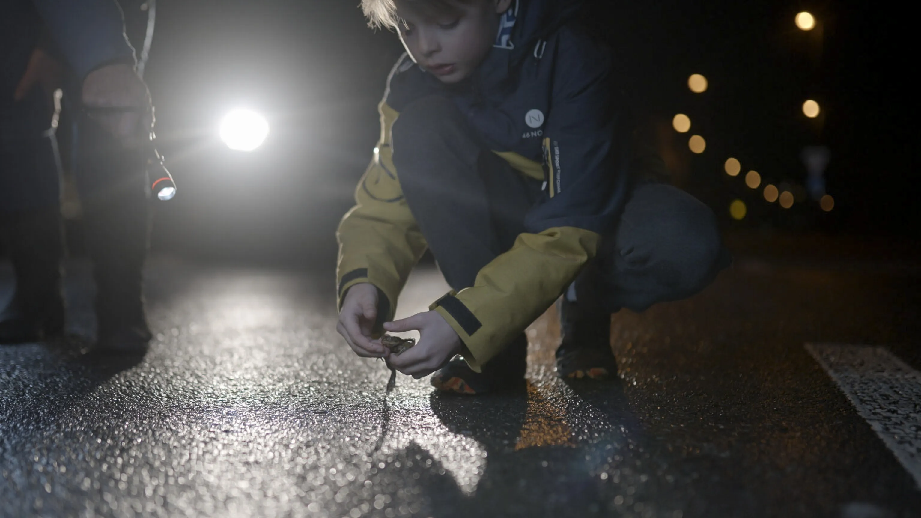 In Risky Routes,&nbsp;a migrating toad is rescued from a busy, dangerous road by a child volunteer.