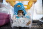 A hamster adopted by volunteers who stopped an owner from surrendering it to the government in Hong Kong,