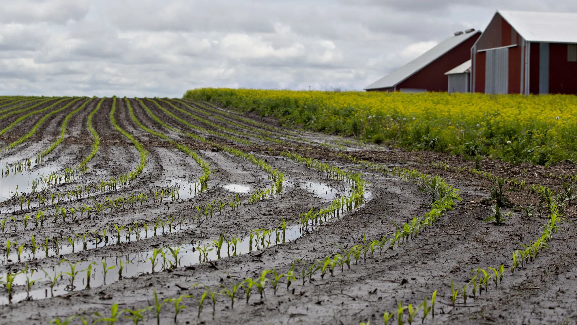 Water floods a cornfield in Malden, Illinois&nbsp;on&nbsp;May 29, 2019.&nbsp;