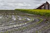 Incessant Rain Puts U.S. Farmers On Insurance-Deadline Watch