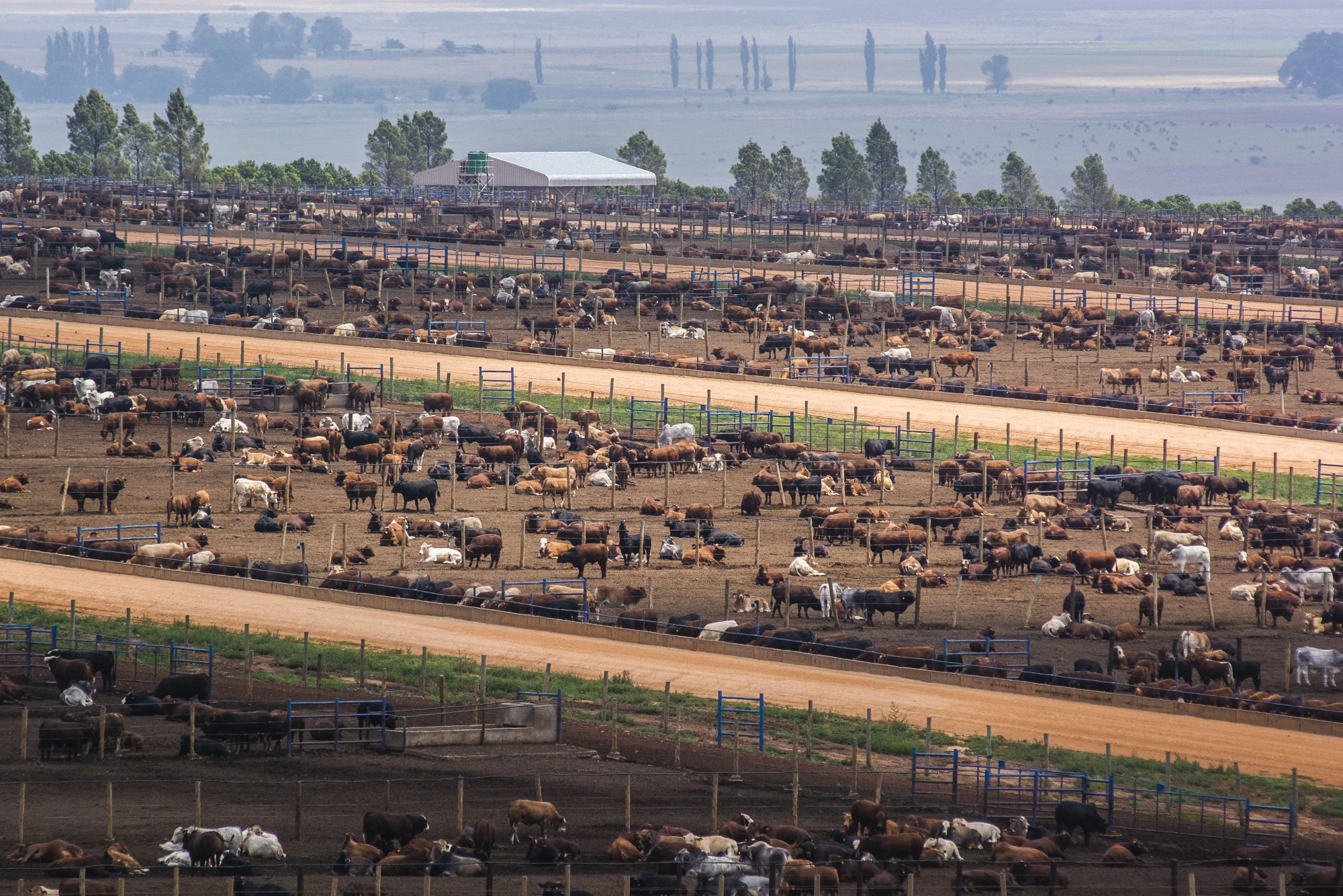 China Needs More Beef South Africa s Trying To Sell It Bloomberg