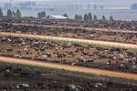 World's Largest Feedlot Leads South African Beef Export Push