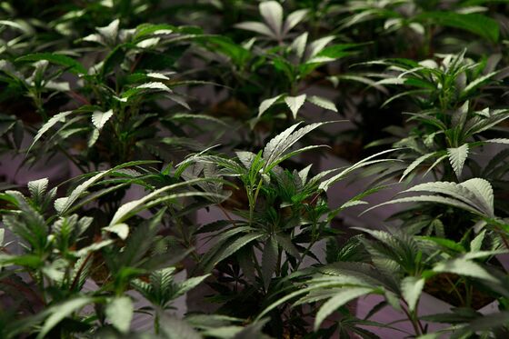 New York to Expunge Convictions With Marijuana Legalization
