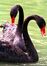 relates to Lack of Planning on Your Part Does Not Constitute a Black Swan