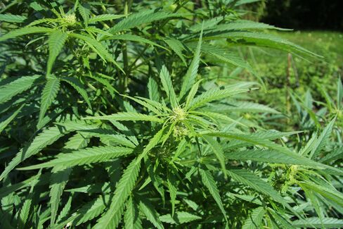 The two major species of marijuana, sativa (pictured) and indica, contain varying proportions of THC and CBD.