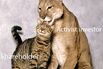Predators Are Good for Stocks